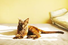 はい！ニャ～ズ