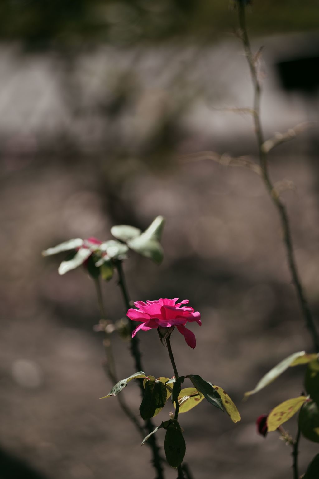 秋薔薇1　