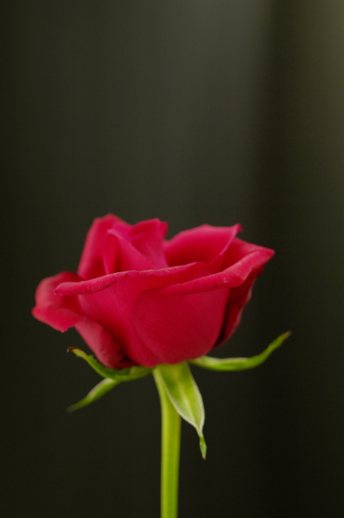 薔薇2