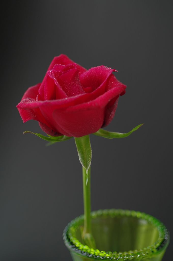 薔薇3