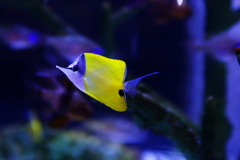 目立って仕方がないよ～