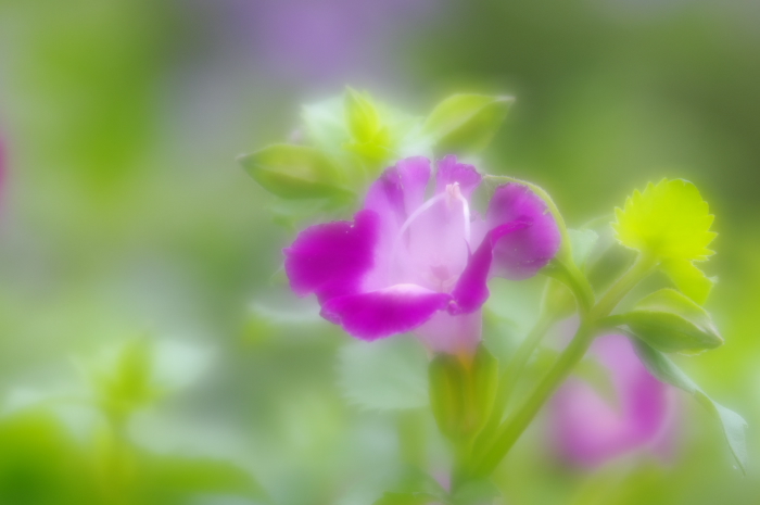 トリムしてみた＾＾　 IMGP8783
