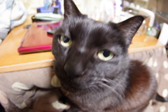 美ニャンが台無しだニャン