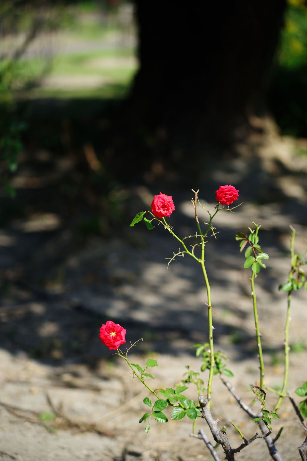 悲しき秋薔薇