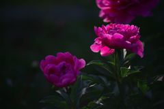 日当たり物と日陰物　