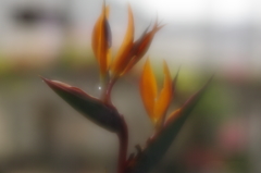  極楽鳥花