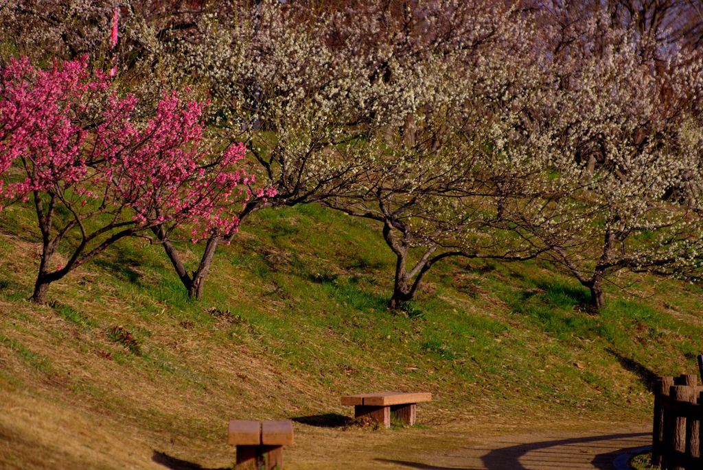 梅花咲乱るIMGP0080