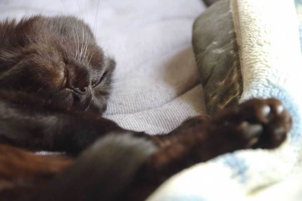 アッパーカット決まる