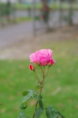 きれいに撮ってネ