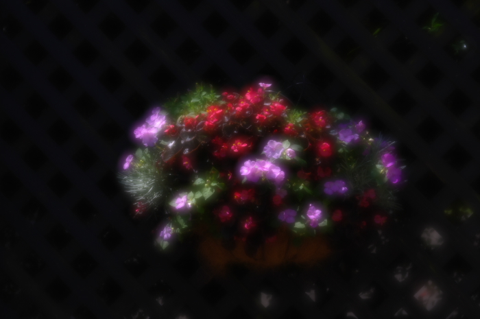 壁掛けの花4　IMGP8576