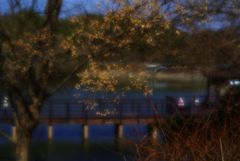 目覚めの季IMGP2095