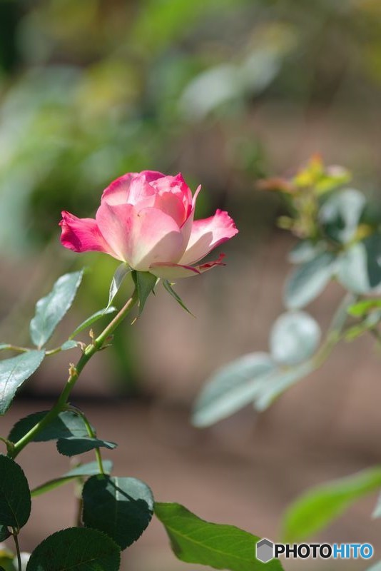 鶴舞秋薔薇２