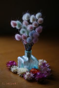  ダイドラグラス　バニーテイル