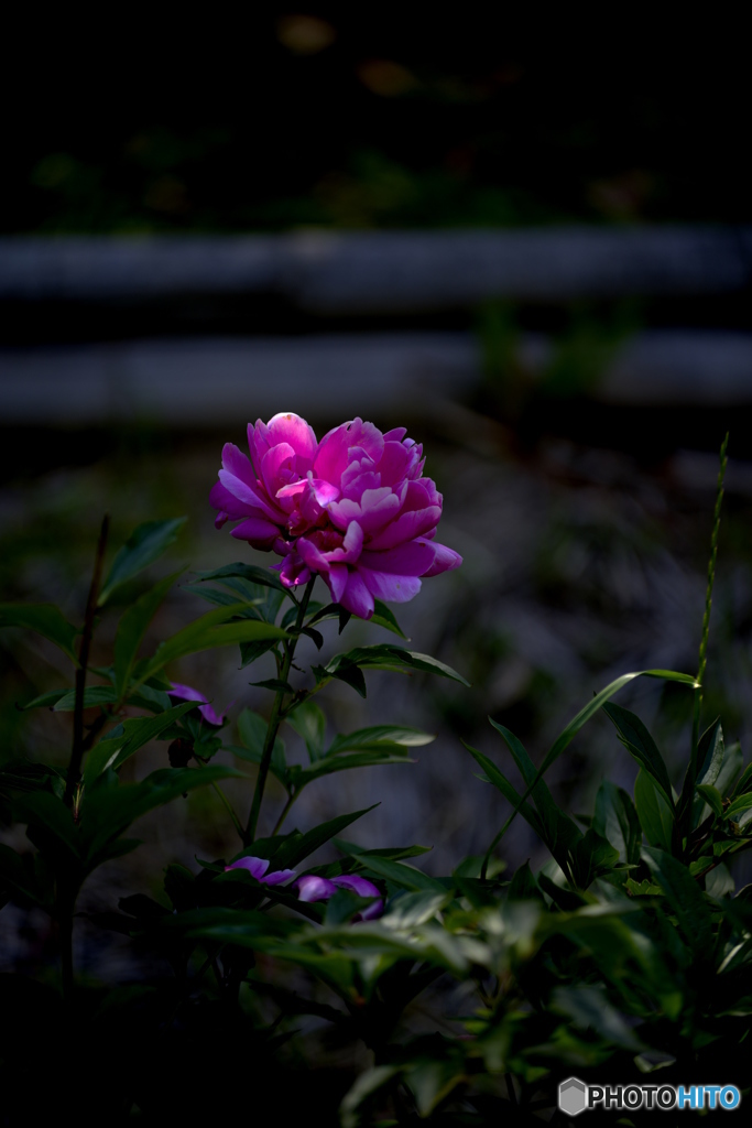 立てば芍薬