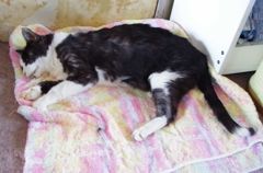 まさか君が逝くとは