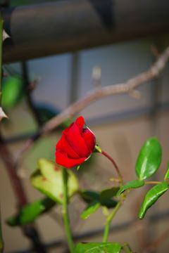 明日に向かって