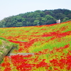 権現山と彼岸花