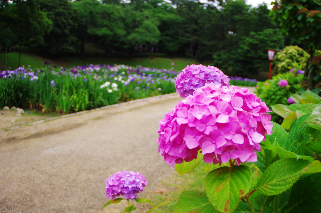 ピンクに染めて　