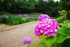 ピンクに染めて　