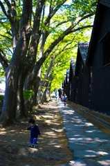 新緑の山居倉庫で