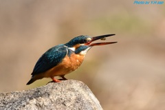 カワセミ♀の食事