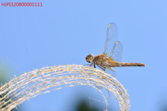 ショウジョウトンボ♀