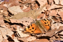 ヒオドシチョウ