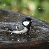 シジュウカラの水浴び