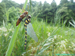 オニヤンマ(羽化)