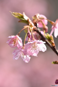 河津桜