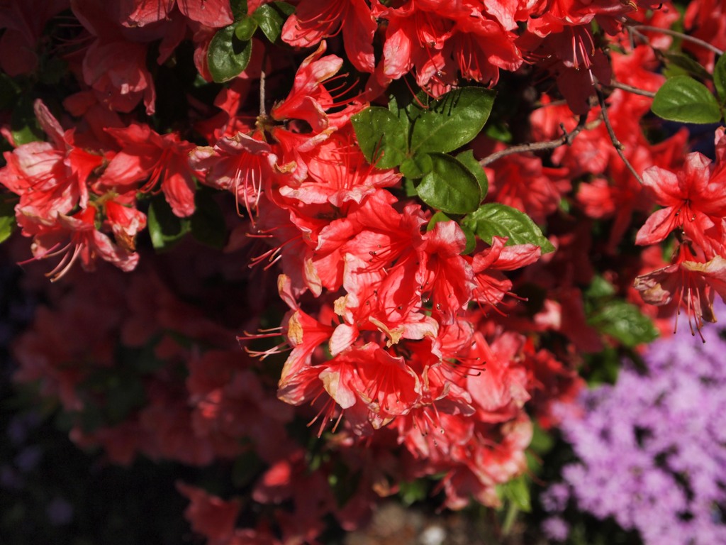 道端の花