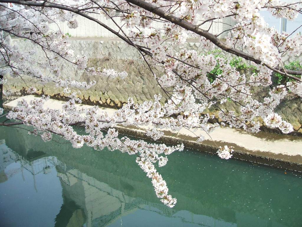 さくらいくつき