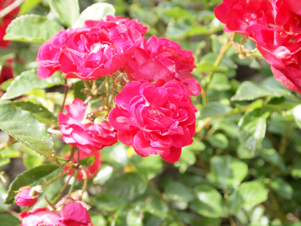薔薇