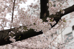 裏の桜