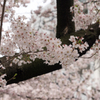 裏の桜