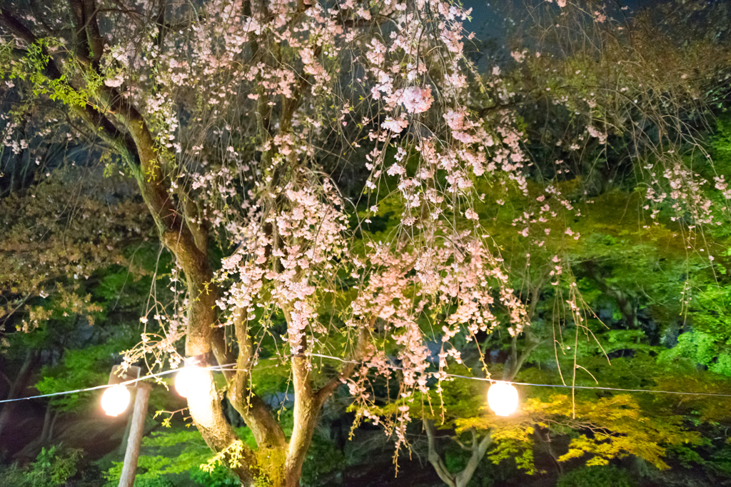 夜桜