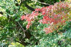 お城の紅葉