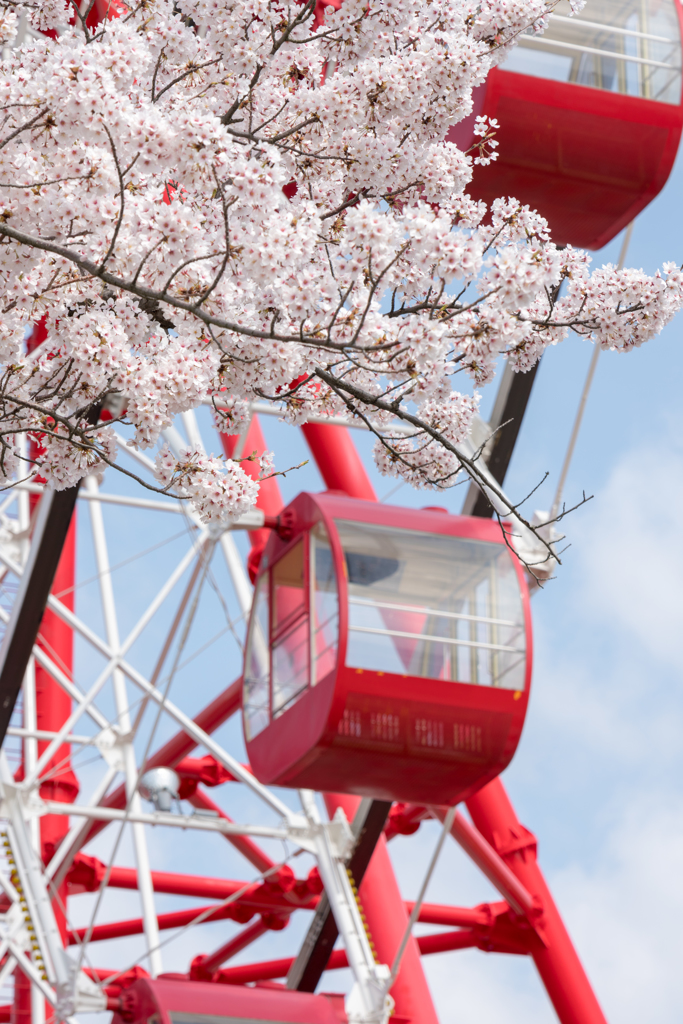 観覧車と桜②