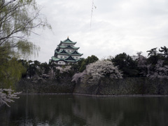 桜と天守