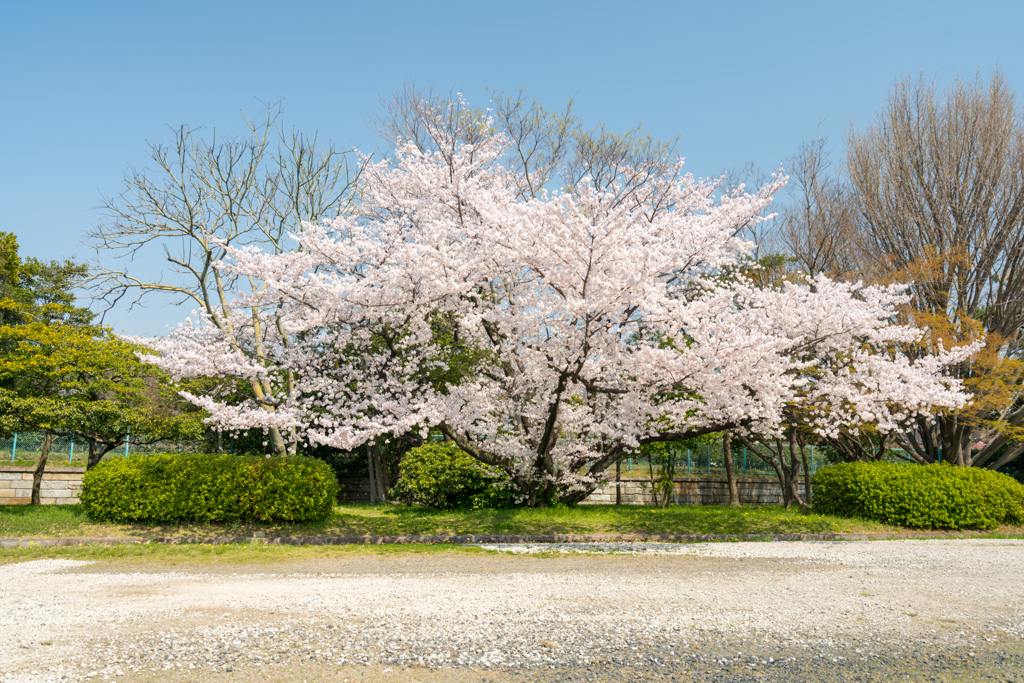 大きな木