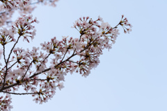 望遠での桜