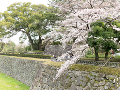 石垣と桜