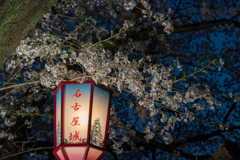 夜桜