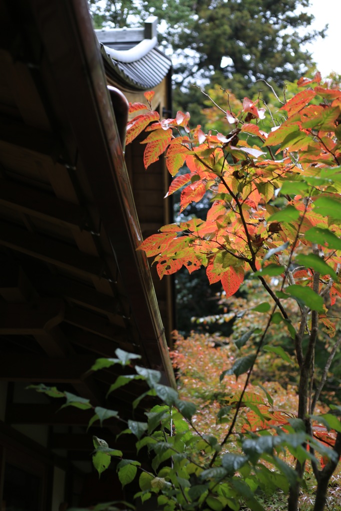 雨の宝泉院