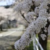 SAKURA ROAD