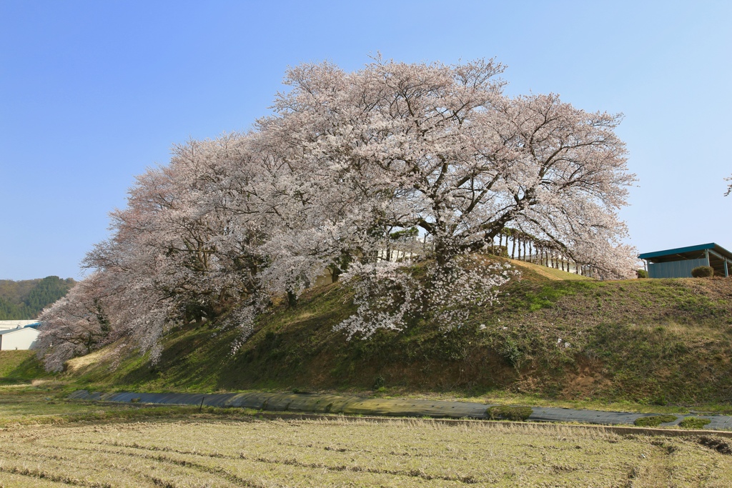 SAKURA