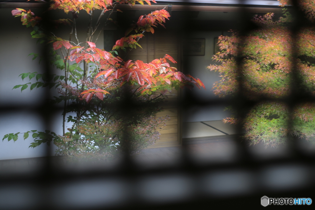 紅葉を楽しむ