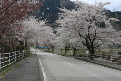桜…舞い、散る  Cherry blossoms flutter