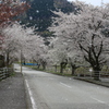 桜…舞い、散る  Cherry blossoms flutter