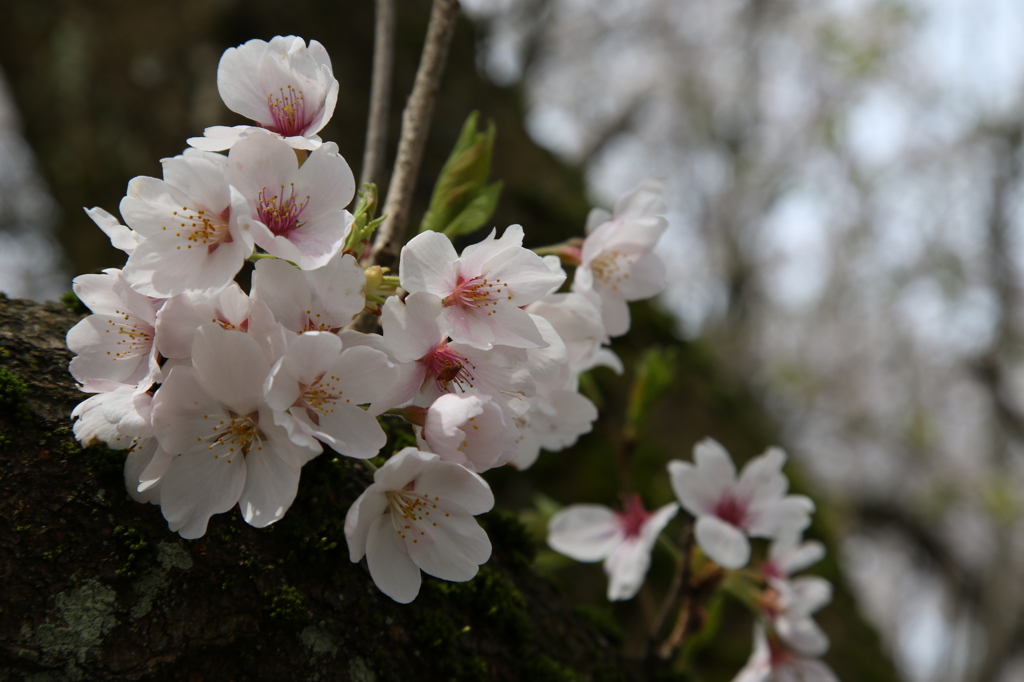 福井県立大学